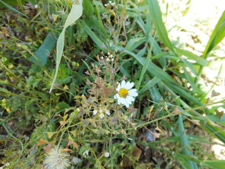 Ανοιχτή γραμμή τηλεφωνικής υποστήριξης
